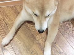 -柴务处·柴犬主题狗咖