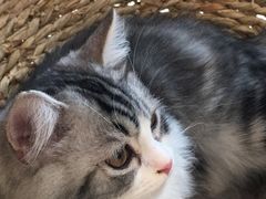 -飞行喵MR PILOT|猫舍·猫咖(静安大融城店)
