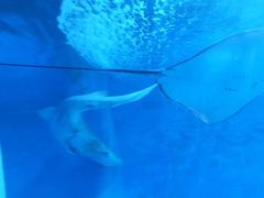 -北戴河圣蓝海洋公园