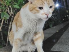 -新蜀会四川豆花(五羊店)