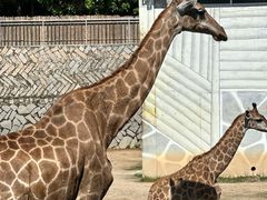 -泉州海丝野生动物世界