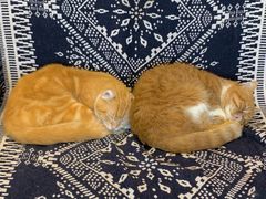 -平行世界·猫咖(首经贸店)