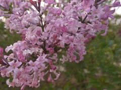 -燕郊植物园