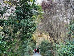 -上海佘山国家森林公园天马山园