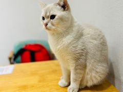 -猫色咖啡·猫咖