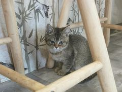 -楼上猫咖(罗湖店)