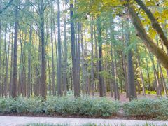 -上海共青森林公园