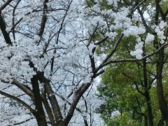 -玛格萝妮比萨屋(四平店)