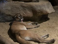 -清迈夜间动物园