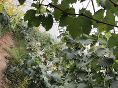 -马陆小张葡萄园农家乐