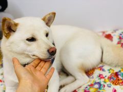 -柴迷FANS CLUB·柴犬狗咖·猫咖