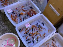 -双季花艺园艺市场(浦东店)