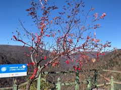 -凤凰山国家森林公园