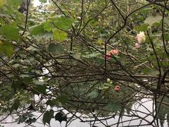 -贵阳市花溪国家城市湿地公园