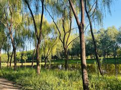 -东郊湿地公园