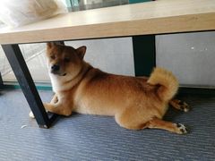 -柴源莊·柴小宠柴犬咖啡