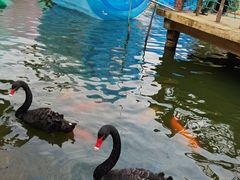 -深圳野生动物园