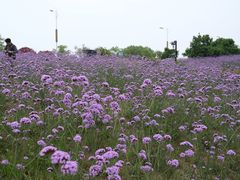 -西京湾花海
