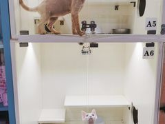 -70cat德文卷毛猫·缅因猫纯种猫舍