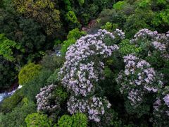 -九龙江国家森林公园