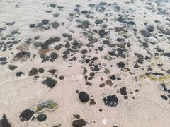 -贝壳沙滩