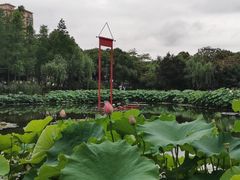 -陈家山荷花公园