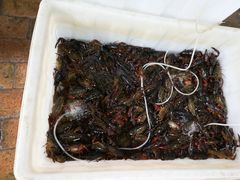 -夏家大锅台炖鱼馆
