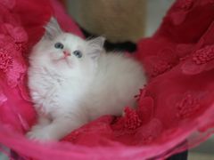 -Bastet sally猫舍购宠(静安店)