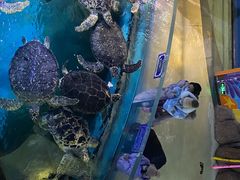 -烟台海昌鲸鲨海洋公园
