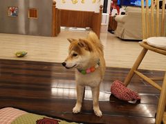 -豆柴町-柴犬主题狗咖(红鼎国际C座店)