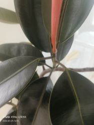 -HEYAN荷妍专业脱毛连锁机构