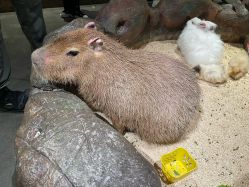 -造物庄园 萌宠纪(苏州湾歌林公园店)