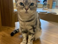 -飞行喵MR PILOT|猫舍·猫咖(静安大融城店)