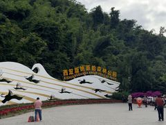 -西双版纳原始森林公园