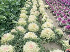 -中国天府农业博览园