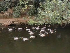 -水库河鲜村