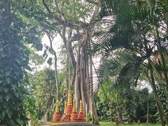 -瑞丽独树成林风景区