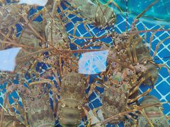 -老船长海鲜大排档(集美店)