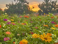 -前小桔亲子创意农场·草莓采摘·露营烧烤