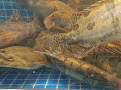 -阿明小菜·海鲜·上海菜(梅陇店)