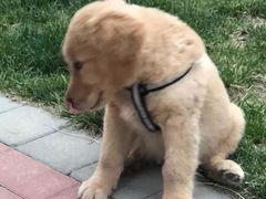 -久久宠物(河东万达店)