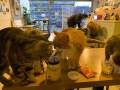 -平行世界·猫咖(首经贸店)