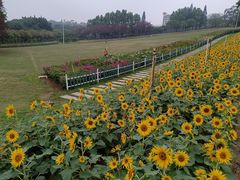 -紫马岭公园