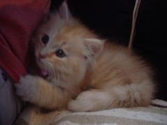 -Sirena海妖日咖夜酒