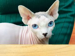 -猫小院猫主题咖啡厅(北锣店)