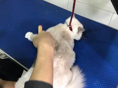 -酷狗靓猫宠物·洗护·美容·寄养(航北路店)