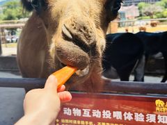 -太湖龙之梦