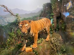 -陕西自然博物馆