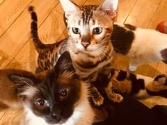 -Cappucimeow猫咪咖啡馆(韦伯时代店)