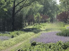 -永定河休闲森林公园